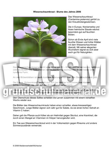 Wiesenschaumkraut.pdf